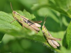 Chorthippus albomarginatus